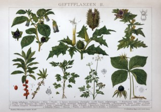Plate of poisonous plants, Black belladonna (Atropa belladonna), henbane (Hyoscyamus niger), Jimson