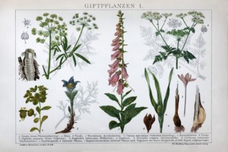 Plate of poisonous plants, spotted hemlock (Conium maculatum), spurge (Euphorbia), Common foxglove