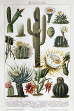 Colour plate cacti, different species, historical book illustration, colour lithograph