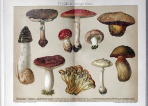 Colour plate Poisonous mushrooms, fly agaric, Satanic mushroom, sulphur head, historical book