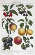 Colour plate stone fruit, plum, cherry, plum, apricot, Reineclaude, historical book illustration,
