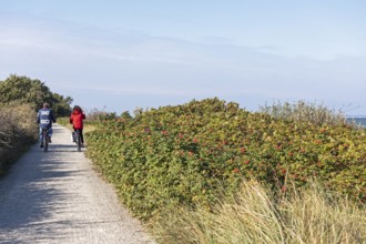 Potato rose (Rosa rugosa) on the Baltic Sea shore, cyclist, Geltinger Birk nature reserve, Nieby,