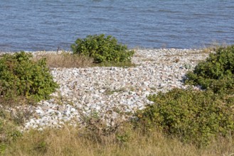 Stones, potato rose (Rosa rugosa) on the shore of the Baltic Sea, Geltinger Birk nature reserve,