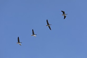 Greylag geese (Anser anser) in flight, Geltinger Birk nature reserve, Nieby, Schleswig-Holstein,
