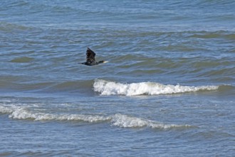 Waves, swell, cormorant in flight, Baltic Sea, Geltinger Birk nature reserve, Nieby,