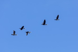 Cormorants (Phalacrocorax carbo) in flight, Geltinger Birk nature reserve, Nieby,