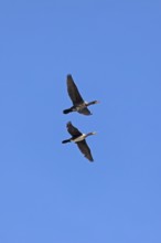 Cormorants (Phalacrocorax carbo) in flight, Geltinger Birk nature reserve, Nieby,