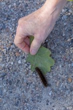 Woman rescues blackberry moth caterpillar (Macrothylacia rubi) from cycle path, Geltinger Birk,