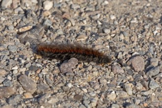 Blackberry moth caterpillar (Macrothylacia rubi) crawling over gravel path, Geltinger Birk, Nieby,