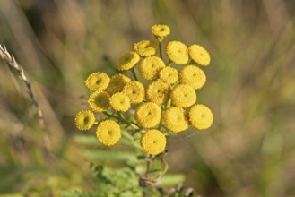 Tansy (Tanacetum vulgare), Geltinger Birk nature reserve, Nieby, Schleswig-Holstein, Germany
