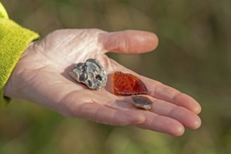 Hand holding flotsam, artefacts, chicken god, sea glass, Geltinger Birk nature reserve, Nieby,