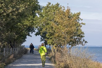 Cyclist, walker, path, trees, Geltinger Birk nature reserve, Nieby, Schleswig-Holstein, Germany