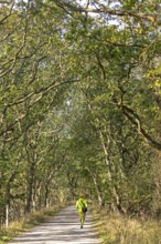 Stroller, path, trees, Geltinger Birk nature reserve, Nieby, Schleswig-Holstein, Germany