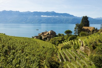 Picturesque village in the vineyards by the lake, Epesses, Lavaux, UNESCO World Heritage Site, Lake