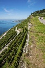 Steep vineyards by the lake, Rivaz, Lavaux, UNESCO World Heritage Site, Lake Geneva, Lac Léman,