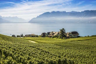Picturesque village in the vineyards by the lake, Rivaz, Lavaux, UNESCO World Heritage Site, Lake