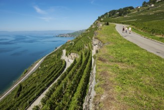 Steep vineyards by the lake, Rivaz, Lavaux, UNESCO World Heritage Site, Lake Geneva, Lac Léman,