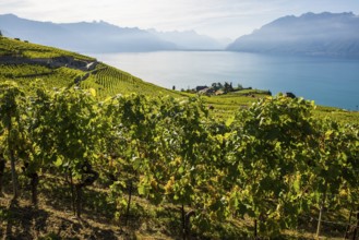 Grand Cru grapes, Rivaz, Lavaux, UNESCO World Heritage Site, Lake Geneva, Lac Léman, Canton of