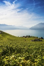 Picturesque village in the vineyards by the lake, Rivaz, Lavaux, UNESCO World Heritage Site, Lake