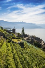 Picturesque village in the vineyards by the lake, Saint-Saphorin, Lavaux, UNESCO World Heritage