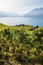 Grand Cru grapes, Rivaz, Lavaux, UNESCO World Heritage Site, Lake Geneva, Lac Léman, Canton of