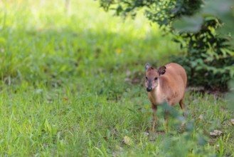 A female Red Forest Duiker (Cephalophus natalensis) stands in a green meadow, eating grass and