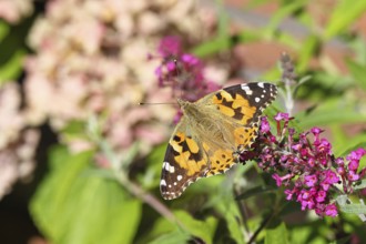 Thistle butterfly (Vanessa cardui) on a Buddleja davidii flower, Wilnsdorf, North Rhine-Westphalia,