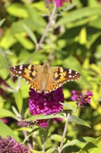 Thistle butterfly (Vanessa cardui) on a Buddleja davidii flower, Wilnsdorf, North Rhine-Westphalia,