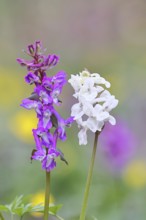 Hollow larkspur (Corydalis cava), inflorescence in a beech forest, spring, Wilnsdorf, North