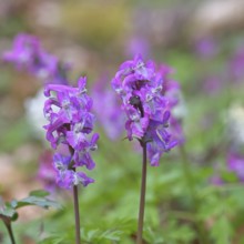 Hollow larkspur (Corydalis cava), inflorescence in a beech forest, spring, Wilnsdorf, North
