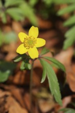 Yellow Anemone, Anemone ranunculoides, Yellow Wood Anemone, Anemone ranunculoides, in a beech