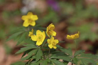 Yellow Anemone, Anemone ranunculoides, Yellow Wood Anemone, Anemone ranunculoides, in a beech
