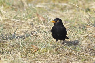 Blackbird (Turdus merula) male, in a meadow, Wilnsdorf, North Rhine-Westphalia, Germany