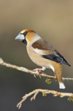 Hawfinch (Coccothraustes coccothraustes), male, sitting on a twig in a cherry tree, wildlife,