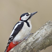 Great spotted woodpecker (Dendrocopos major), male, sitting on a branch, Wilnsdorf, North