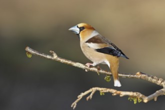 Hawfinch (Coccothraustes coccothraustes), male, sitting on a twig in a cherry tree, wildlife,