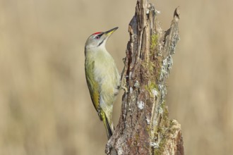 Grey-headed woodpecker (Picus canus), male sitting on a tree stump overgrown with moss and lichen,