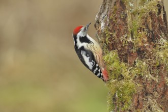 Middle spotted woodpecker (Dendrocopos medius) foraging on a tree stump overgrown with moss and