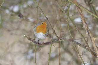 Robin (Erithacus rubecula), on a twig in the branches of a dog rose (Rosa canina), Wilnsdorf, North