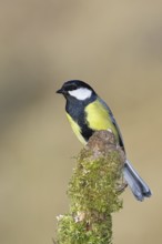 Great tit (Parus major), sitting on a moss-covered tree root, Wilnsdorf, North Rhine-Westphalia,