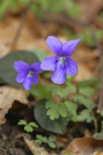 Grove violet (Viola riviniana), flower, in a beech forest, Wilnsdorf, North Rhine-Westphalia,