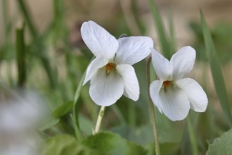 White violet (Viola alba), white flowers on the forest floor, forest edge, spring, Wilnsdorf, North