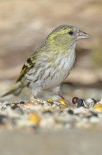 Siskin (Carduelis spinus), female at a winter feeder in the garden, mossy ground, Wilnsdorf, North