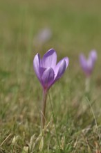 Autumn crocus (Colchicum autumnale), half-opened flowers in a meadow, endangered, protected