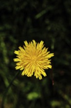 Hieracium lachenalii (Picris hieracioides), hawkweed bittercress, yellow flower on a rough meadow,