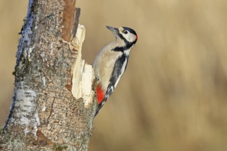 Great spotted woodpecker (Dendrocopos major) male sitting on a birch trunk, Animals, Birds,