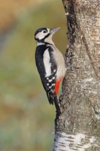 Great spotted woodpecker (Dendrocopos major) male sitting on a birch trunk, Animals, Birds,
