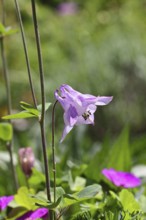 Columbine (Aquilegia vulgaris), pink flower at the edge of a forest, in spring, Wilnsdorf, North