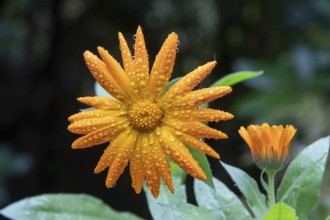 Dewdrops on marigold (calendula), Sieversen, Rosengarten, Lower Saxony, Germany