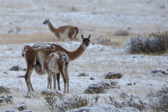 Guanacos (Llama guanicoe) in the snow, female suckling her young, Torres del Paine National Park,